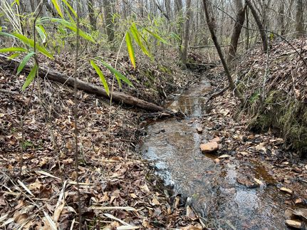 Timberland Property in Clay County, Alabama