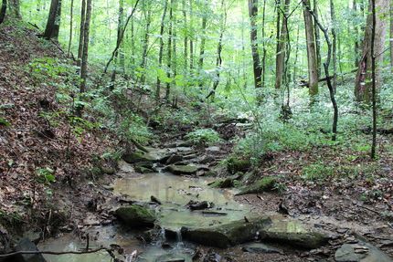 Timberland Property in Morgan County, Kentucky
