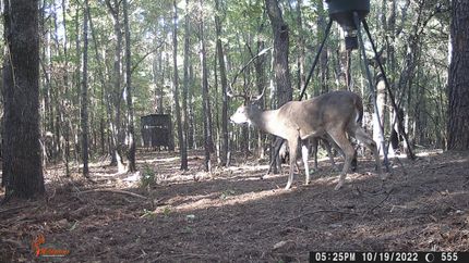 Farm and Ranch in Bowie County, Texas