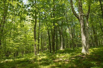 Recreational Property in Lake County, Michigan
