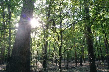 Timberland Property in Cross County, Arkansas