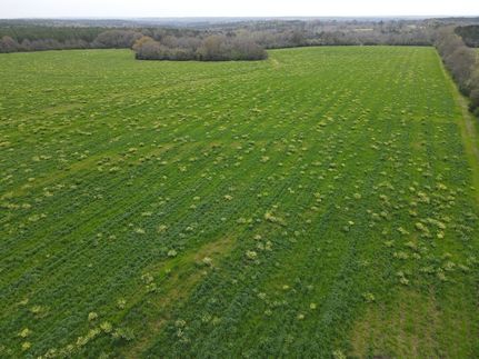 Undeveloped Land in Coffee County, Alabama