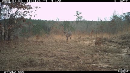 Timberland Property in Attala County, Mississippi