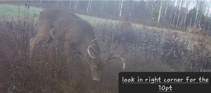 Timberland Property in Gladwin County, Michigan