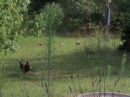 Recreational Property in Greene County, Indiana