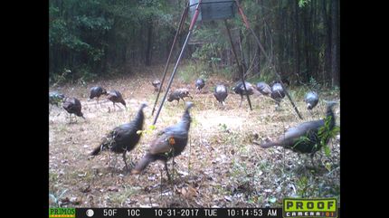 Timberland Property in Claiborne Parish, Louisiana