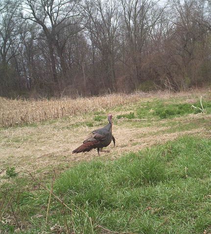 Recreational Property in Clark County, Missouri