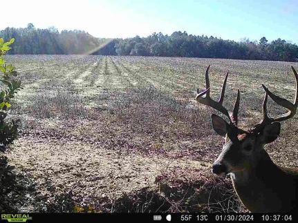 Timberland Property in Baker County, Georgia