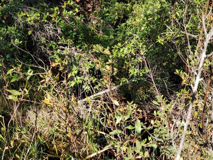 Land for sale in Madison County, Florida