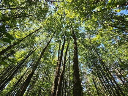 Undeveloped Land in Chenango County, New York