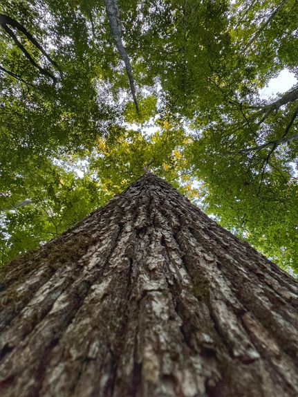 Farm and Ranch in Marion County, Alabama