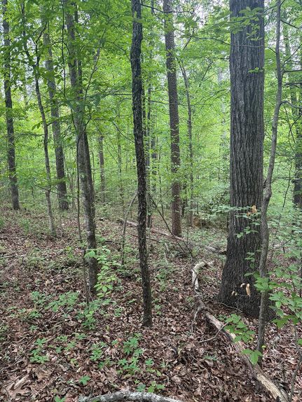 Undeveloped Land in Walker County, Georgia