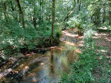 Undeveloped Land in Barbour County, Alabama