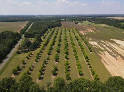 Undeveloped Land in Terrell County, Georgia