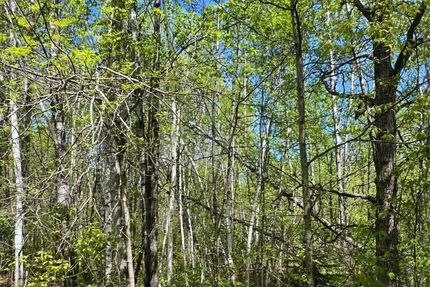 Undeveloped Land in Mille Lacs County, Minnesota