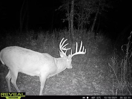 Timberland Property in Marquette County, Wisconsin