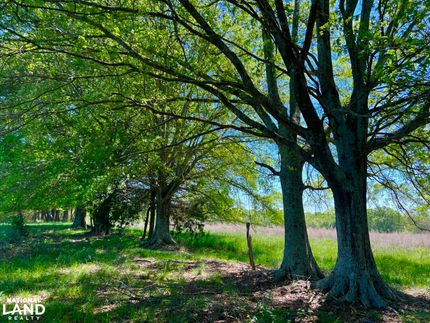 Undeveloped Land in Anderson County, South Carolina