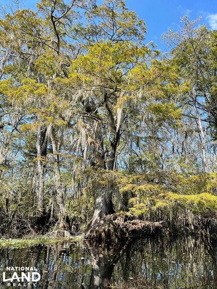 Land in Marion County, South Carolina