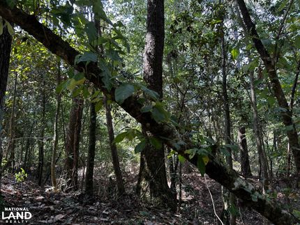 Recreational Property in Covington County, Mississippi