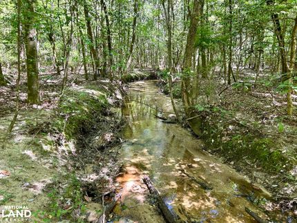 Undeveloped Land in Conecuh County, Alabama