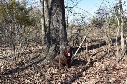 Undeveloped Land in Craighead County, Arkansas