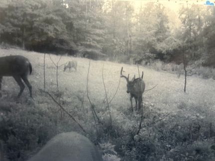 Timberland Property in Coshocton County, Ohio