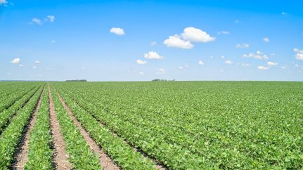 Land in Buena Vista County, Iowa