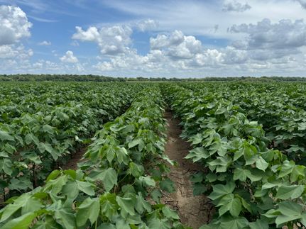 Land in Catahoula Parish, Louisiana