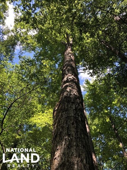 Land in Conecuh County, Alabama
