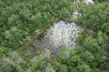 Timberland Property in Mobile County, Alabama