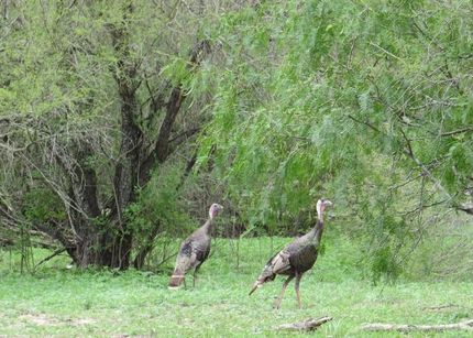 Undeveloped Land in Duval County, Texas