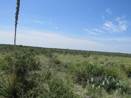 Undeveloped Land in Terrell County, Texas
