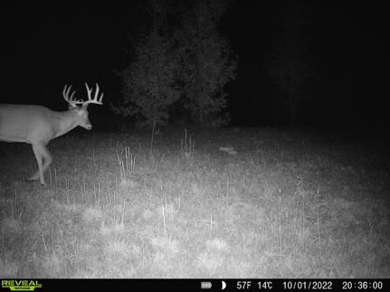 Timberland Property in Pike County, Indiana