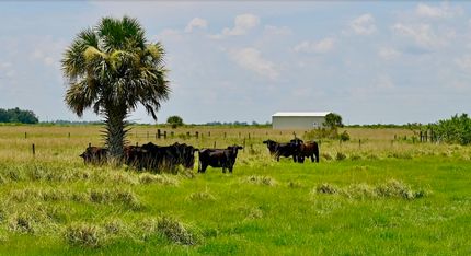 Farm and Ranch in DeSoto County, Florida