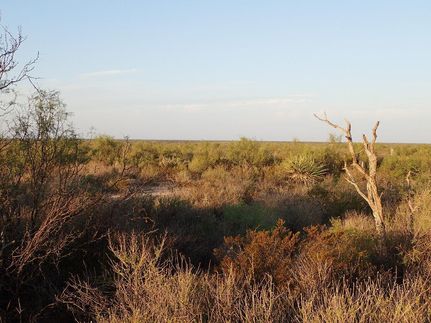 Farm and Ranch in Terrell County, Texas