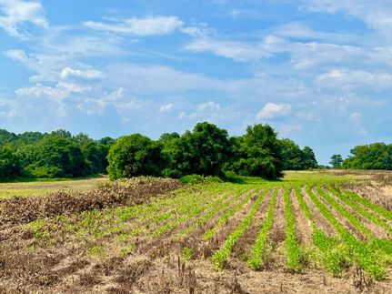 Undeveloped Land in Macon County, Georgia