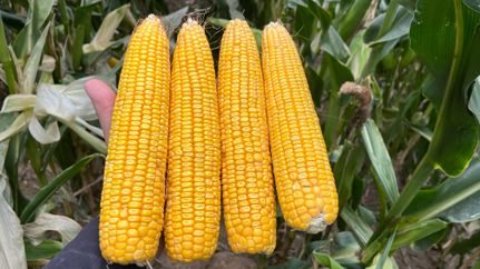 Land for sale in Atchison County, Missouri