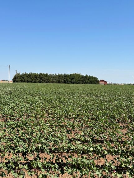 Timberland Property in Lubbock County, Texas