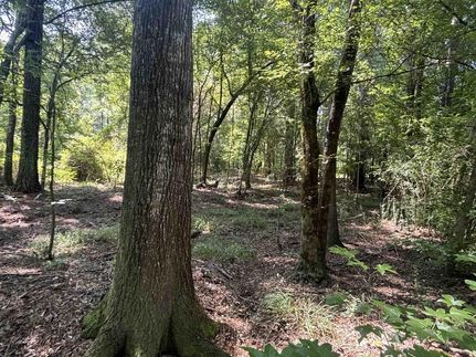 Timberland Property in Wilkinson County, Mississippi