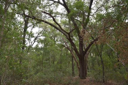 Undeveloped Land in Putnam County, Florida