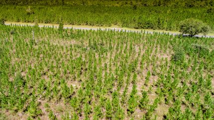 Timberland Property in Liberty County, Florida