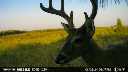 Hunting Property in Lauderdale County, Alabama