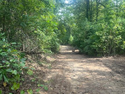 Undeveloped Land in Jefferson County, Mississippi