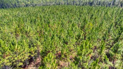 Timberland Property in Jackson County, Florida