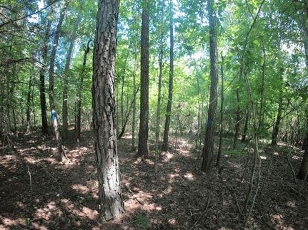 Farm and Ranch in Webster Parish, Louisiana