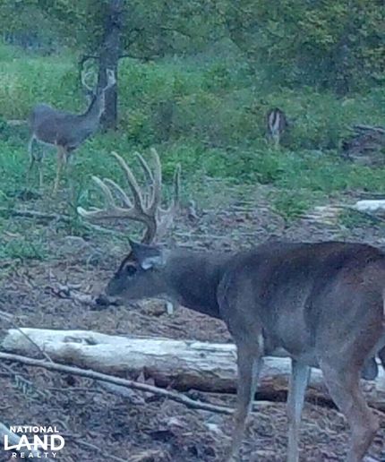 Hunting Property in Dallas County, Alabama