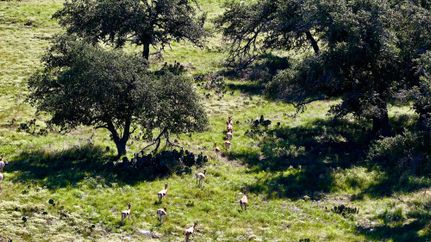 Undeveloped Land in Kimble County, Texas