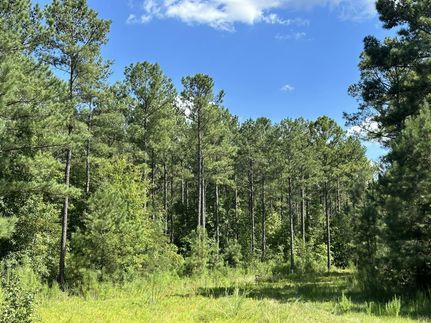 Undeveloped Land in Abbeville County, South Carolina