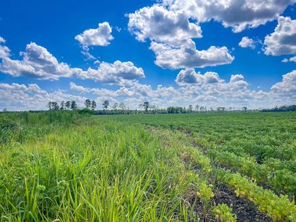 Farm and Ranch in Marlboro County, South Carolina