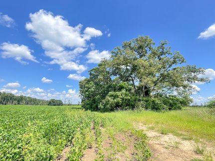 Farm and Ranch in Marlboro County, South Carolina